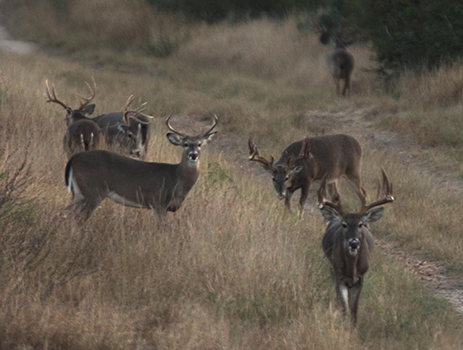 5 Ways to Improve Your Land for Deer Hunting Success